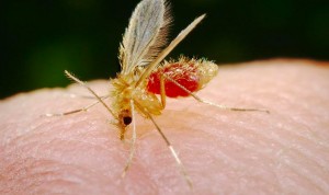 La mosca de arena transmite la leishmaniasis, que en humanos produce lesiones cutáneas de gravedad diferente en cada paciente