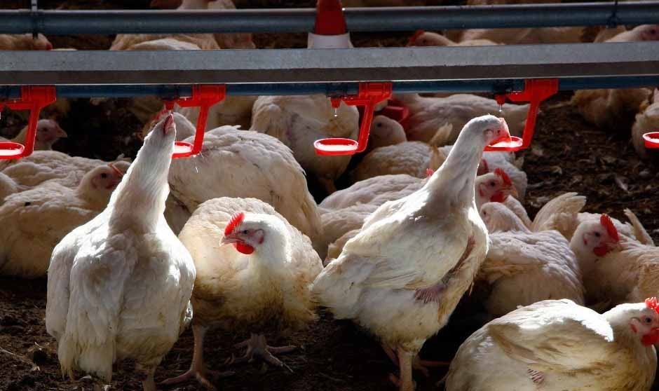 La OMS califica como "preocupantes" los últimos casos de gripe aviar H5N1