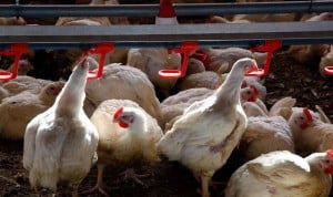La OMS califica como "preocupantes" los últimos casos de gripe aviar H5N1