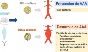 La oxidación de las lipoproteínas combate el aneurisma aórtico abdominal