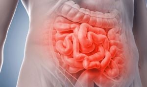 La salud del intestino afecta al cerebro