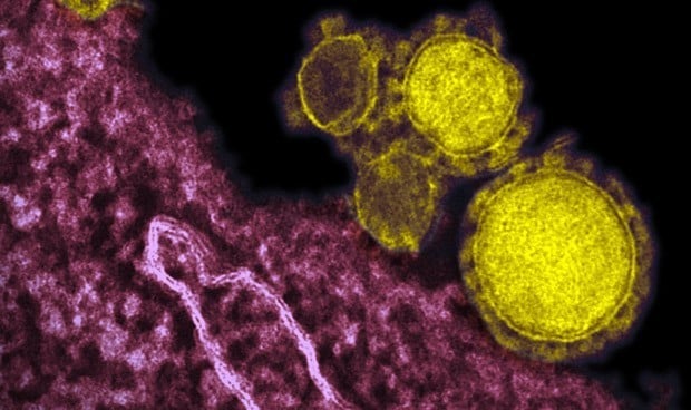 Historia del coronavirus: un familiar conocido en el 3.300 a.C.