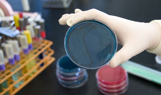 Las bacterias intestinales causan enfermedades autoinmunes