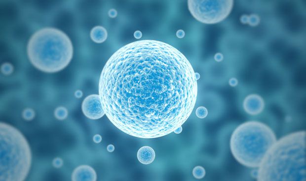 Las bacterias intestinales predicen la reacción al estrés social