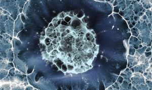 Las células madre con niveles altos de telomerasa regeneran el hígado 