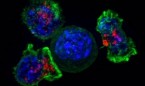 Las células T pueden eliminar tumores sin sucumbir al 