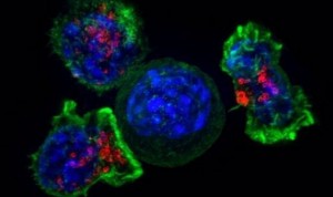 Las células T pueden eliminar tumores sin sucumbir al "agotamiento"
