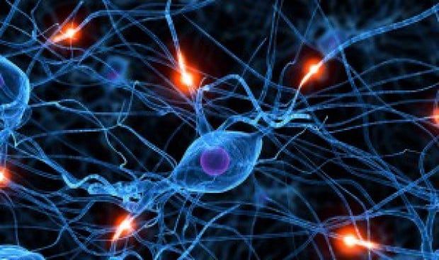 Las neuronas 'conversan' entre ellas para controlar el movimiento