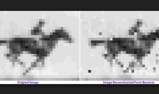 Logran insertar foto y GIF en el ADN de una bacteria como en un ‘pen drive’