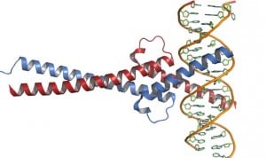 Logran regenerar células cardiacas activando un oncogén