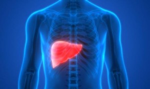 Los genes que regulan el ritmo circadiano del hígado, al descubierto