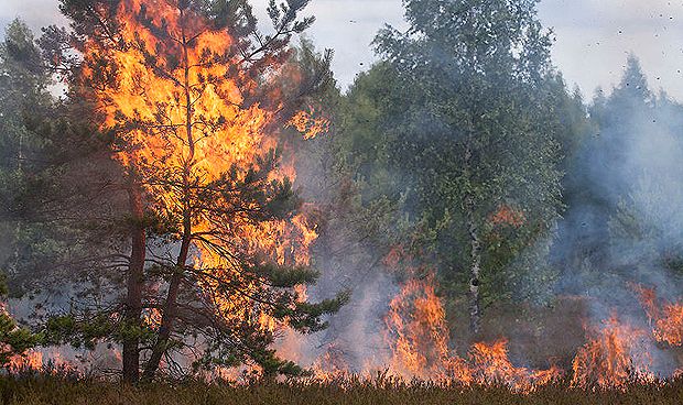 Los incendios tambin arrasan las clulas pulmonares