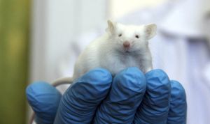 Los vasos sanguíneos también están afectados en la enfermedad de Alzheimer