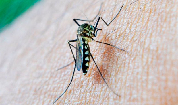 Muere la mujer de 86 años de La Puebla del Río (Sevilla) contagiada de virus del Nilo