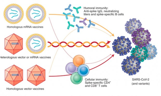 Nature avala la mezcla de vacunas Astrazeneca-Pfizer del estudio Combivacs