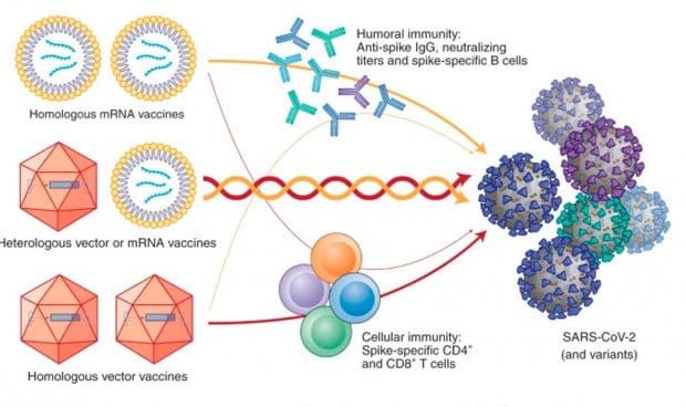 Nature avala la mezcla de vacunas Astrazeneca-Pfizer del estudio Combivacs