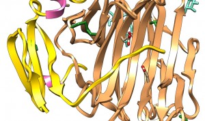 Neprosina, la 'nueva' molécula que apunta a cambiar la vida de los celiacos