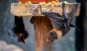  Murciélago frugívoro, transmisor del virus Nipah, con nueva alerta pandémica..