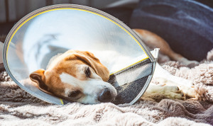 Nueva alerta sanitaria: revisa el botiquín veterinario de tu perro o gato