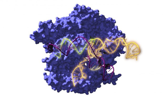 Nuevas vías para tratar el cáncer tras hallar el origen del sistema Crispr