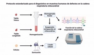 Nuevo protocolo para hallar defectos en la cadena respiratoria mitocondrial