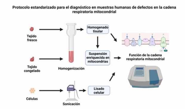 Nuevo protocolo para hallar defectos en la cadena respiratoria mitocondrial