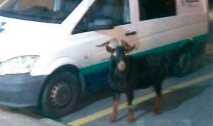 Otra cabra 'ingresa' en un hospital público español