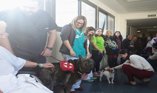 Pacientes de Quirónsalud Málaga reciben a perros terapéuticos en Nochebuena