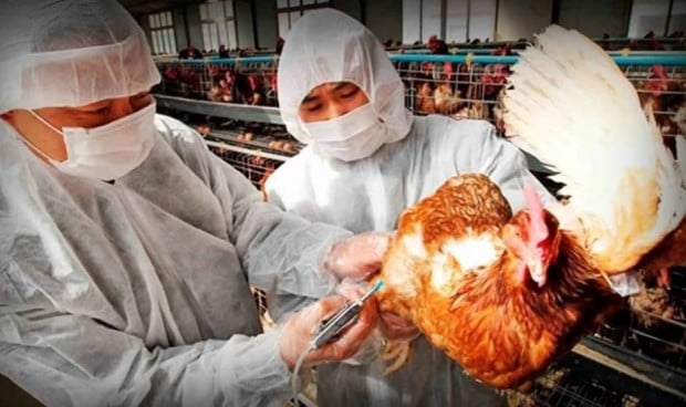 Primer caso humano confirmado de gripe aviar tipo A (H5N1) en Europa