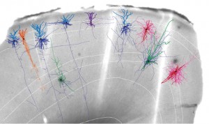 Primer paso del atlas cerebral: mapean la región que controla el movimiento