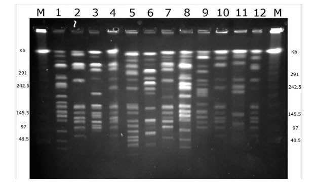 Primera acreditación para electroforesis de campo pulsado en hospitales