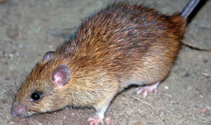 Qué es el hantavirus: 3 muertos y una alerta sanitaria de España en 2012