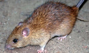 Los roedores tienen un papel esencial en el hantavirus