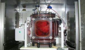 Realizado con éxito el primer trasplante de pulmones artificiales en cerdos