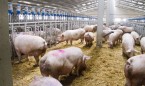 Reino Unido confirma su primer caso de gripe porcina en humanos
