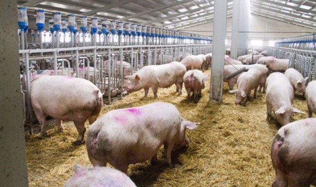 Gripe porcina llega a los humanos en Reino Unido