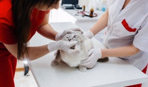 Reportan el primer contagio de covid de un gato a un humano