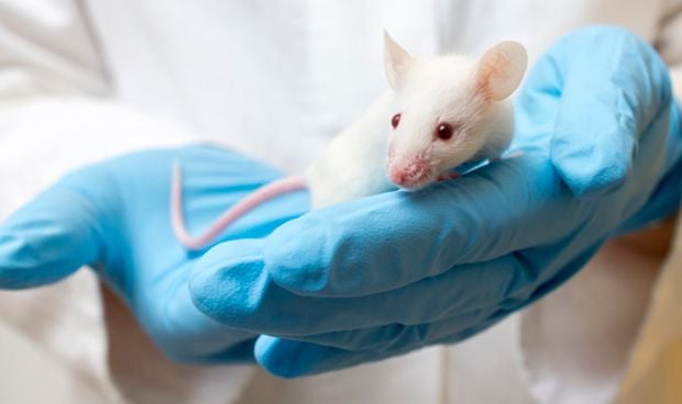 Revierten con �xito la enfermedad de Alzheimer en cerebros de ratones