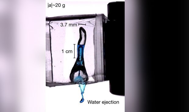 Sacudir la cabeza para eliminar el agua del oído, potencialmente peligroso