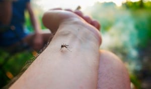 El Ministerio de Sanidad ha actualizado la guía de manejo clínico de las enfermedades transmitidas por vectores, poniendo a Salud Pública en el 'centro' de toda acción