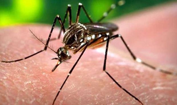 Sanidad confirma que dos personas han contraído el dengue en España 
