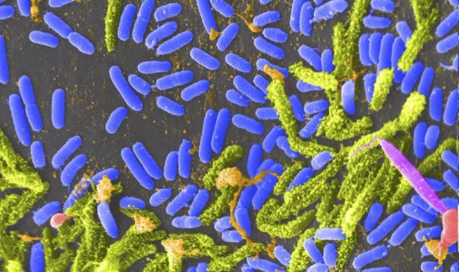 Sanidad descarta el caso de cólera y asegura que es gastroenteritis