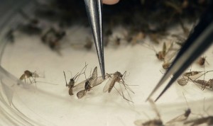 Sanidad detecta 237 casos de zika, 38 en embarazadas