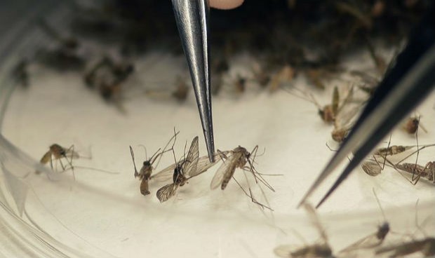 Sanidad detecta 237 casos de zika, 38 en embarazadas