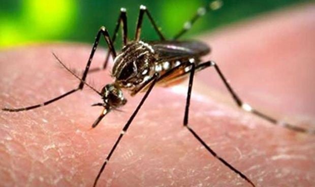 Sanidad investiga un caso de malaria autóctona en Zaragoza 