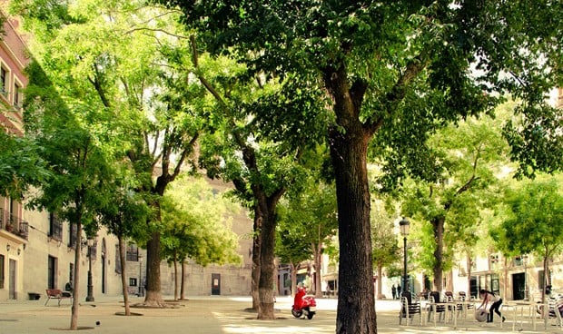 Tener árboles en la calle y cerca de casa reduce el riesgo de depresión