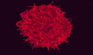 Tratan el VIH y la leucemia con glóbulos rojos modificados con Crispr