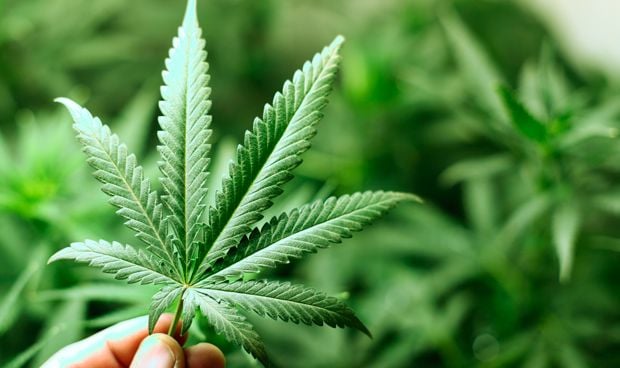Un compuesto del cannabis se perfila como potencial terapia antipsic�tica
