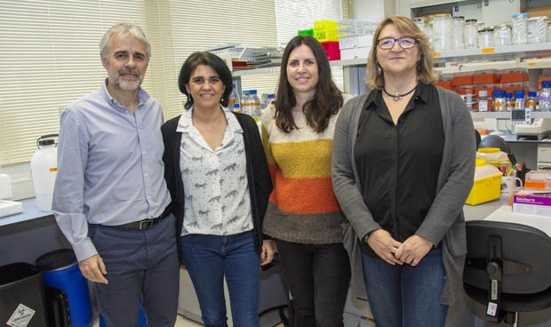 Un equipo español crea 'mini-hígados' para investigar enfermedades raras