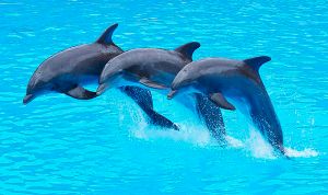 Un estudio demuestra que los delfines también padecen alzhéimer